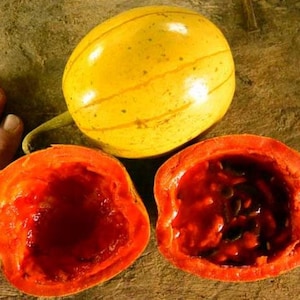 Frutto della passione Panama ** MOLTO RARO ** Cionosicyos Macranthus - 5 semi