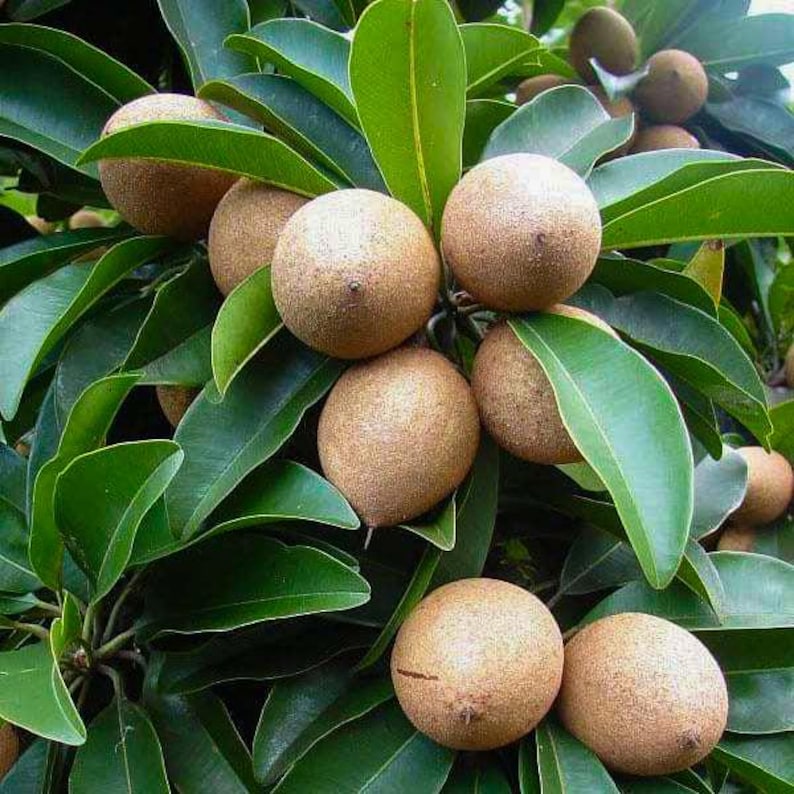 K&ouml;nnte beinhalten: Nahaufnahme eines Sapodilla-Baums mit mehreren braunen Sapodilla-Fr&uuml;chten, die an den &Auml;sten wachsen. Der Baum hat gr&uuml;ne Bl&auml;tter.