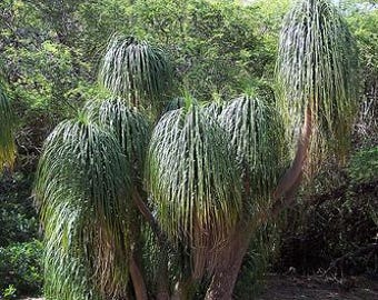 Beaucarnea Guatemalensis Seeds, Red Guatemala Ponytail Tree, Elephant Foot  Palm - Etsy Hong Kong