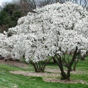 Magnolia Kobus, stellata star estrellada / Magnolia soulangeana, Saucer 10 Seeds image 1