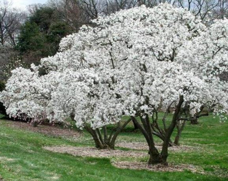 Magnolia Kobus, stellata star estrellada / Magnolia soulangeana, Saucer 10 Seeds image 1