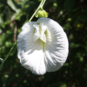 May include: A single white butterfly pea flower with delicate, ribbed petals and a central folded structure, attached to a thin green stem. The flower displays a bright, clean white colour with subtle light green shading near the base.