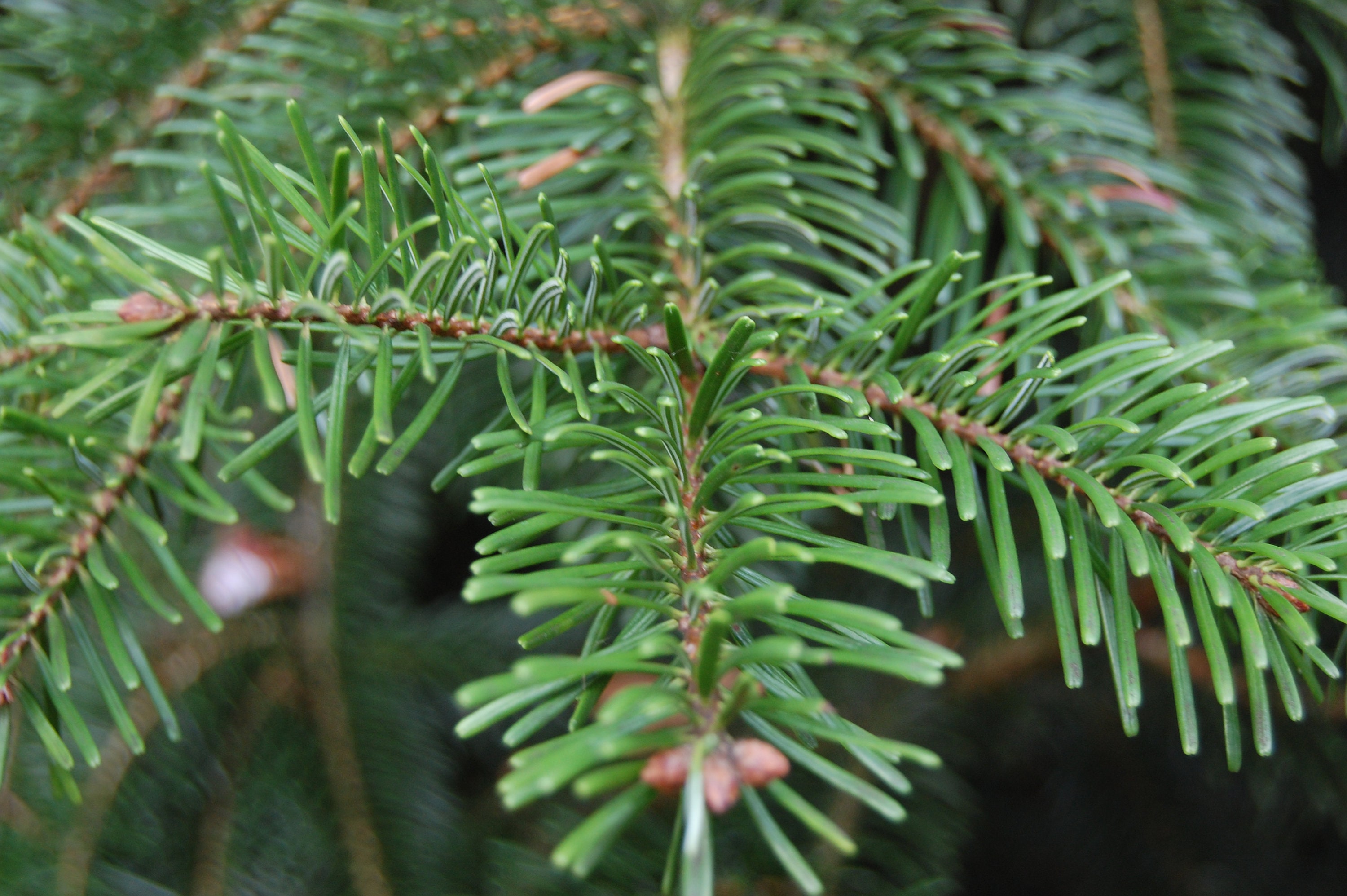 ノルドマンモミ（Abies Nordmanniana）、クリスマスツリー、コーカサス