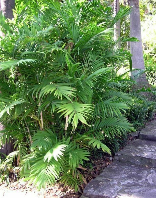 Chamaedorea Seifrizii Bambu Palm Reed Palms Ornamental Home Etsy