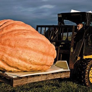 Cucurbita maxima Big Max pumpkin 4 Seeds image 4