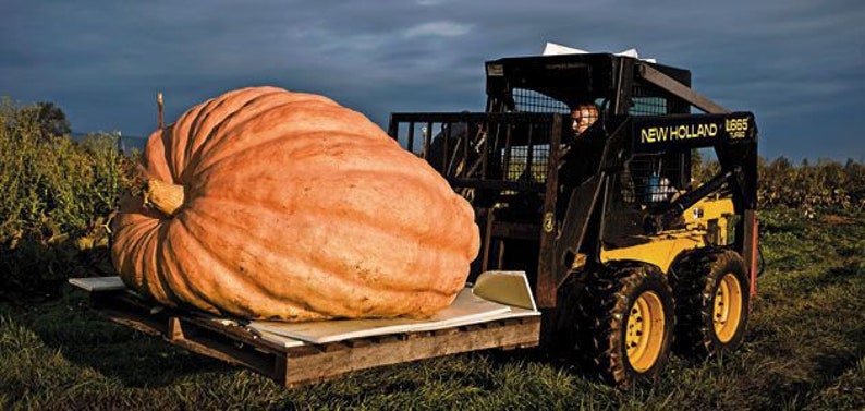 Cucurbita maxima Big Max pumpkin 4 Seeds image 4