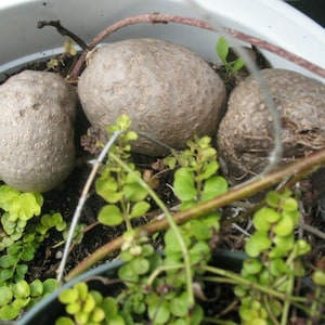 Könnte beinhalten: Nahaufnahme von drei großen, braunen Knollen mit strukturierter Oberfläche in einem weißen Pflanzgefäß. Grünes Laub und dünne braune Stiele umgeben die Knollen. Die Knollen haben ein raues, unebenes Aussehen.