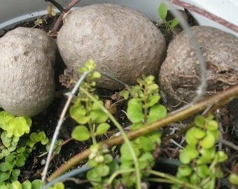 Dioscorea Hamiltonii In September 2023 By Hlchan - Foto 11