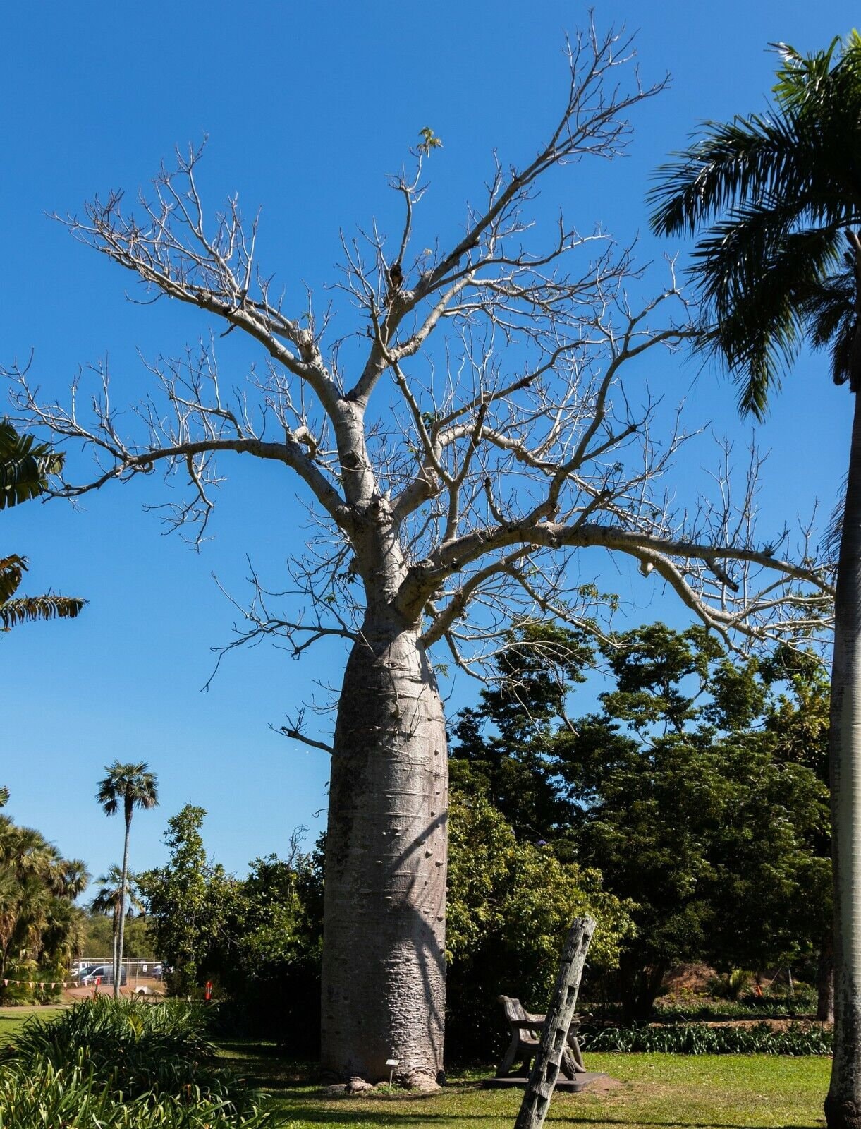 Adansonia Gregorii - Australian Baobab, Baobab, Bottle Tree - 5 to