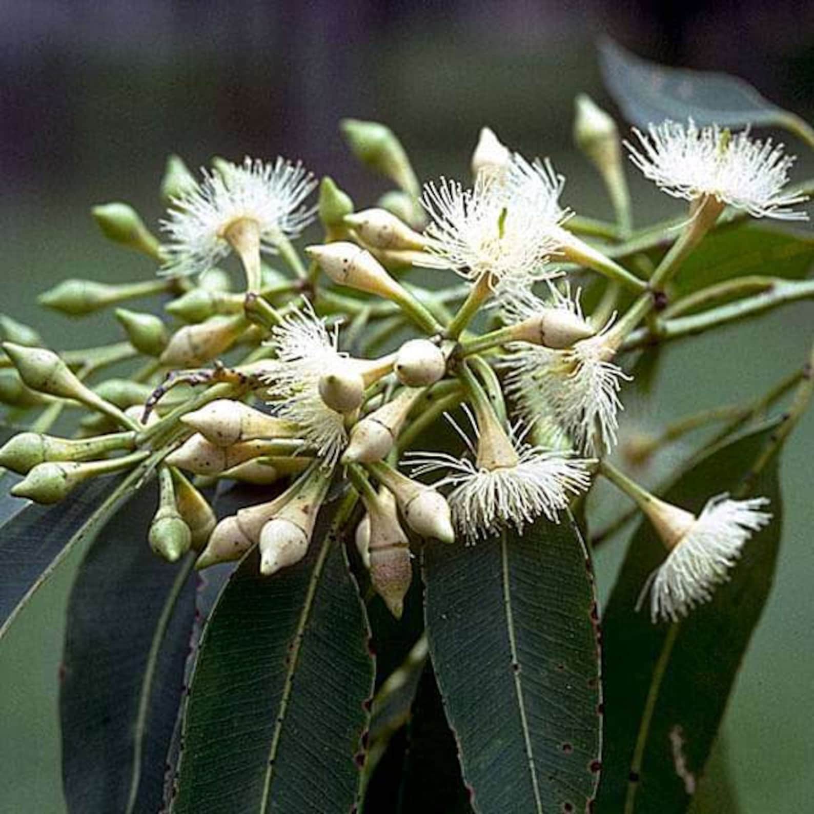 Eucalyptus Pellita Red Stringybark 20 Seeds Etsy