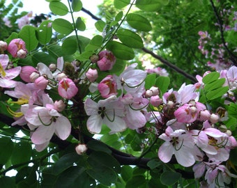 Puede incluir: Un racimo de flores de color rosa pálido y blanco con estambres amarillos y hojas pinnadas verdes. Las flores presentan cinco pétalos delicados y están dispuestas en densos ramilletes ramificados sobre un tallo leñoso de color marrón oscuro.