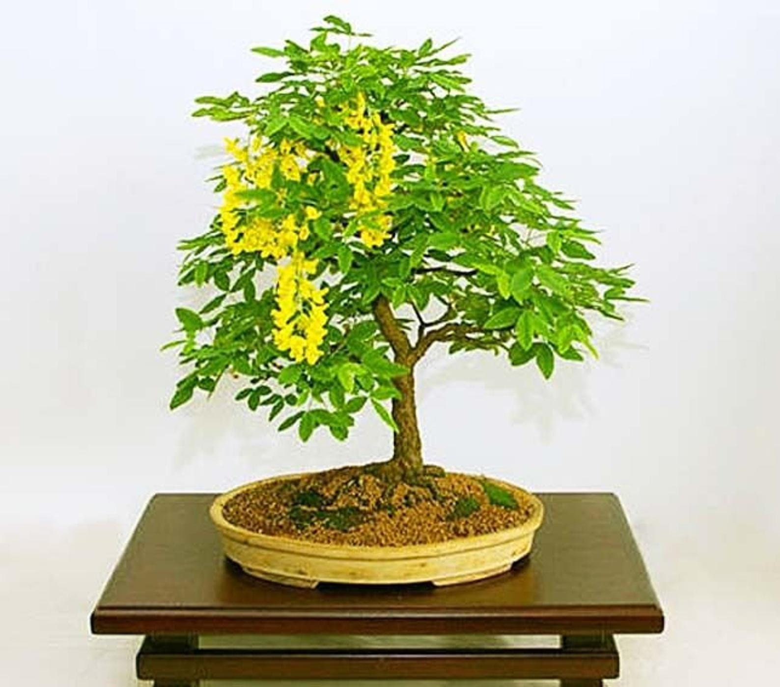 20 GOLDEN CHAIN TREE Goldenchain Laburnum Anagyroides Seeds Etsy