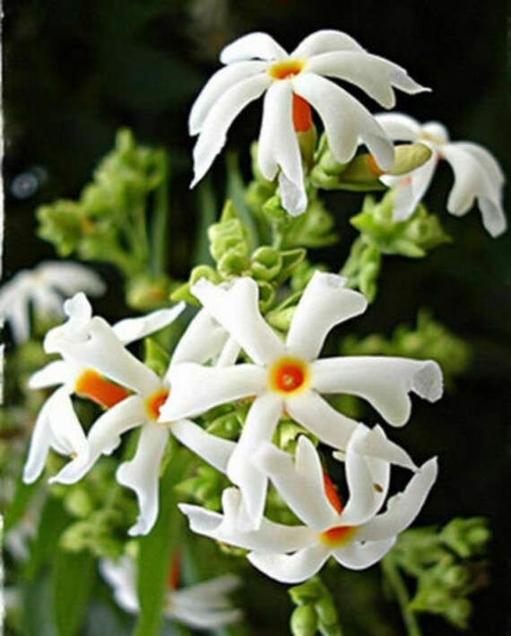 10 Seeds nyctanthes arbor-tristis night flowering jasmine CORAL JASMINE parijat 10 Seeds nyctanthes arbor-tristis night flowering jasmine CORAL JASMINE parijat