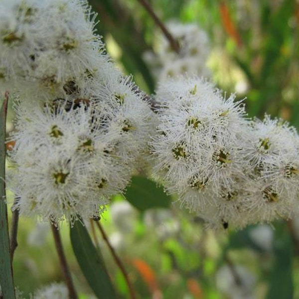 Eucalyptus radiata ssp radiata - Black oil - Forth River Peppermint - 20 Seeds