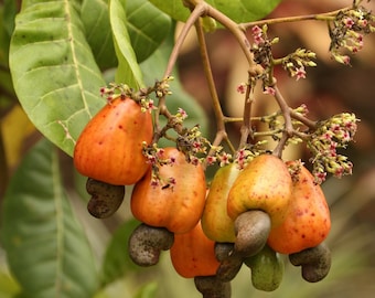 カシューナッツの種子 / カシューナッツ / 植え付け用種子5個 - Etsy 日本