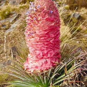 Puya weberiana Seeds, Carmine Princess Flower, Very Rare - 5 Seeds