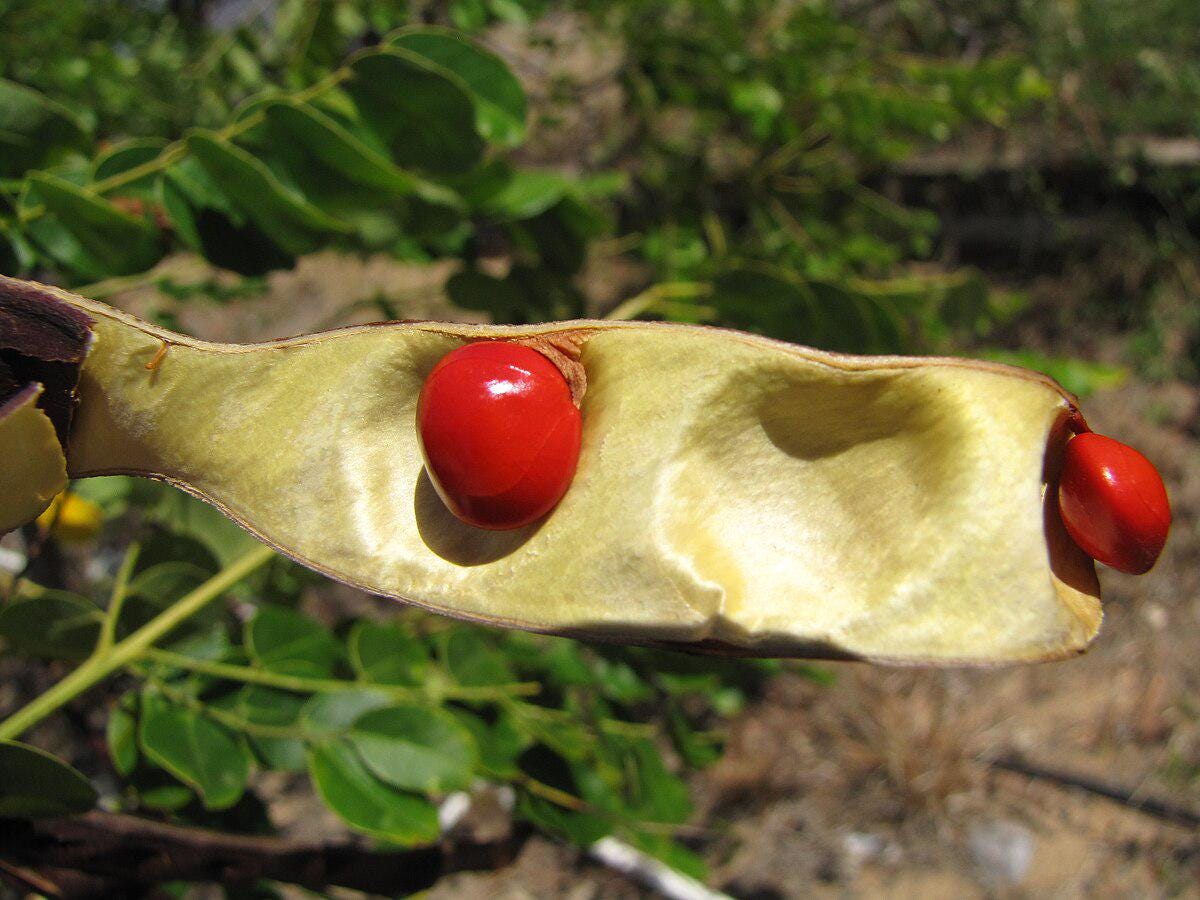 5-SEMI DI ALBERO Di SANDALO ROSSO"ADENANTHERA Pavonina Red - Foto 7