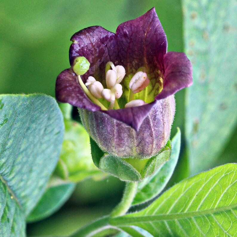 Atropa Belladonna Deadly Nightshade 20 Seeds | Etsy