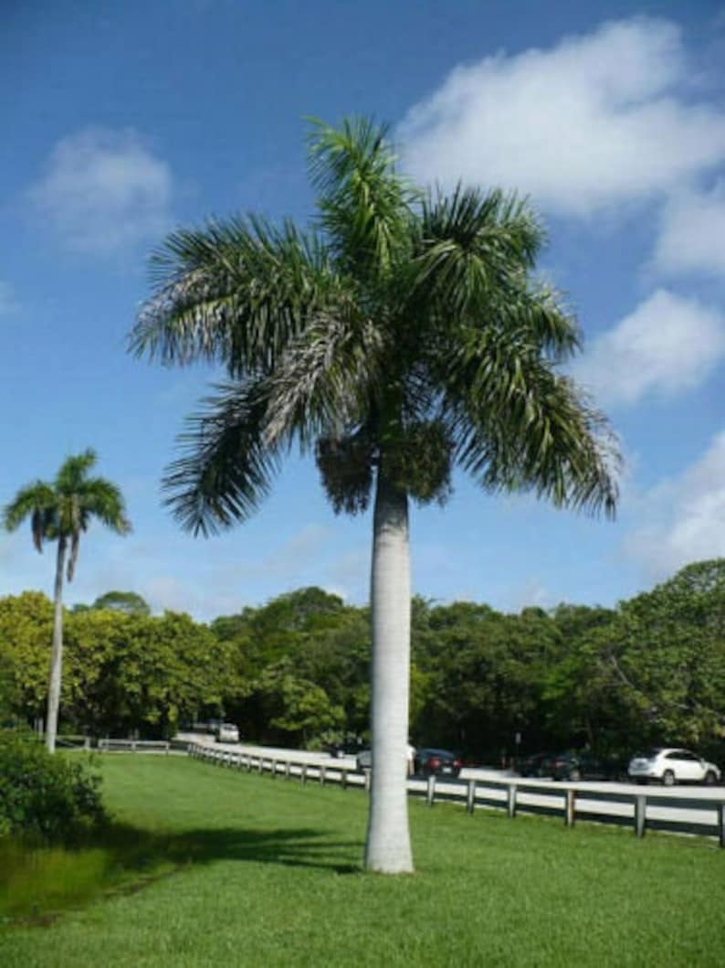 Roystonea regia Florida Royal Palm 10 seeds | Etsy