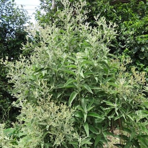 Op de afbeelding: Een close-up van een groene, bladerige plant met kleine witte bloemen. De plant staat in volle bloei en heeft een weelderige, levendige uitstraling.
