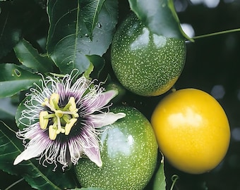 Passiflora edulis f. Flavicarpa, Gelbe Passionsfrucht, Granadilla, Goldene Passionsfrucht, Passionsblume
