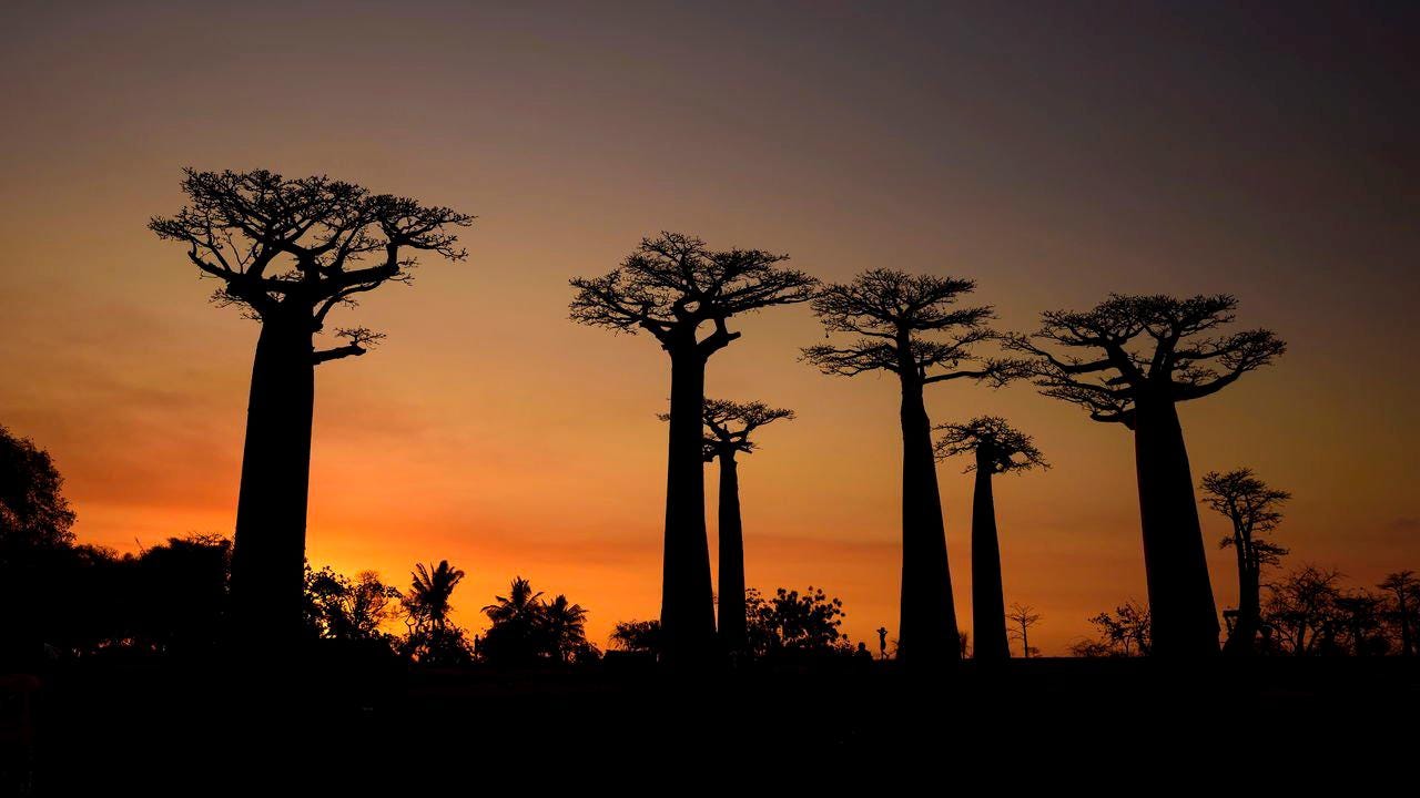 アダンソニア・グランディディエリ 3粒、グランディディエの巨大