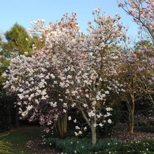 Magnolia Kobus, stellata star estrellada / Magnolia soulangeana, Saucer 10 Seeds image 8