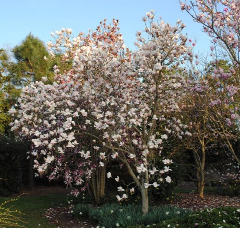 Magnolia Kobus, stellata star estrellada / Magnolia soulangeana, Saucer 10 Seeds image 8