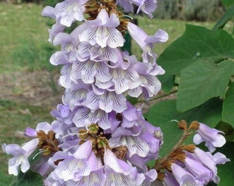 Paulownia fortunei | Dragon Tree | Fortunes Empress | Sapphire | 500_Seeds