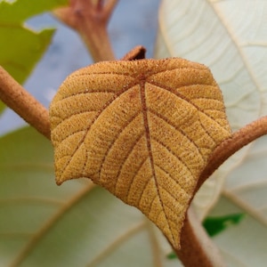 Semillas de Mallotus tetracoccus, Rottlera ferruginea, árbol de Kamala oxidado - 10 semillas