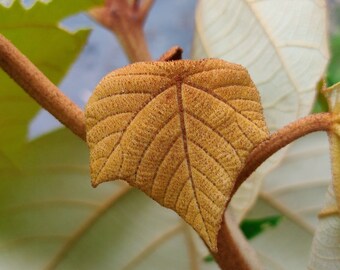 Mallotus tetracoccus seeds - Rottlera ferruginea - Rusty Kamala Tree - 10 Seeds