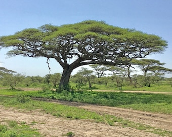 Acacia tortilis - Umbrella Thorn Tree - 5 Semillas