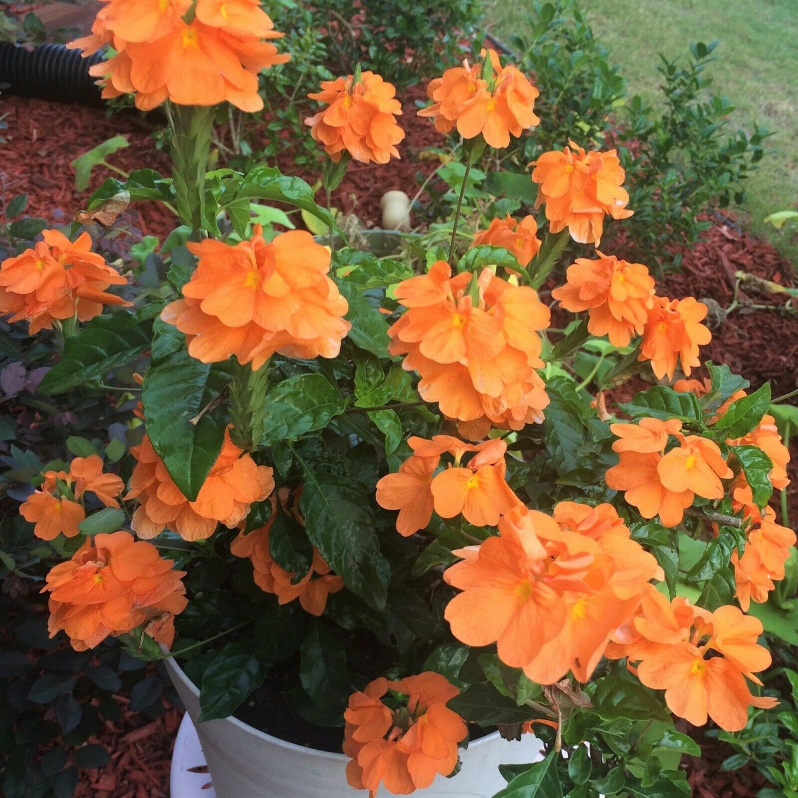 Crossandra Orange Marmalade Starter live plant plugs container garden 5