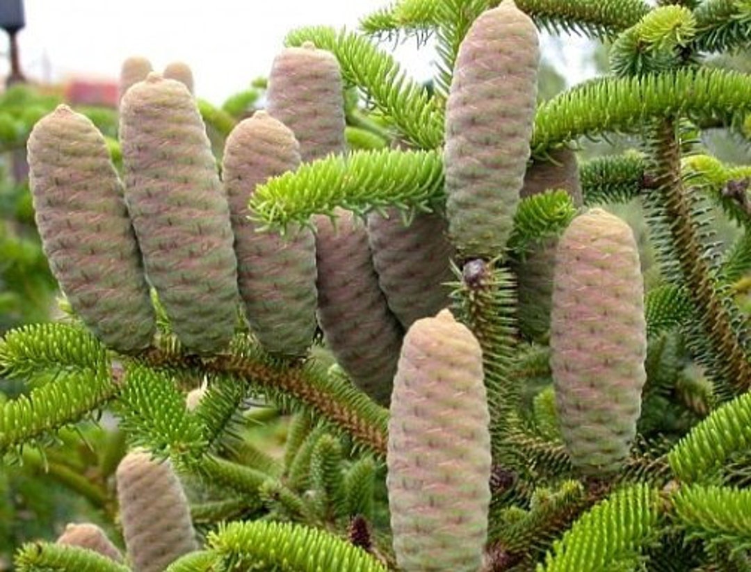 Abies cephalonica 種子 - ギリシャモミ - 10 粒 - Etsy 日本 Abies cephalonica 種子 - ギリシャモミ - 10 粒 - Etsy 日本