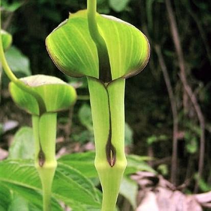 Arisaema Tortuosum Seeds - Whipcord Cobra Lily - 5 Seeds - Etsy