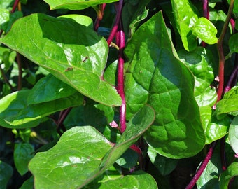 30 Red Malabar Spinach Seeds, Basella alba Rubra, Baselle, Spinach Red Malabar, Red Indian Spinach