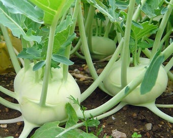 Brassica oleracea var.ゴンギロード 5 種子、コールラビ、ドイツカブキャベツ、ノール コール