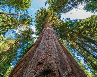 Sequoiadendron giganteum 50 Zaden (Mammoetboom Sequoia Sequoia)