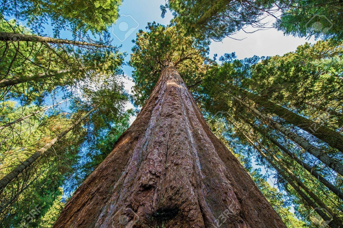 Sequoia seeds - Etsy 日本
