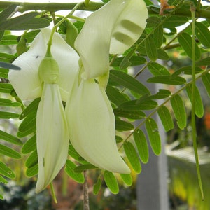 Sesbania Grandiflora 10 Samen - Weiß blühender Kolibribaum - Helle erbsenähnliche Blüten | Fast Splitting, 95% GERM, Non GMO