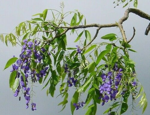 Bonsai di Glicine Bianco Giapponese - Wisteria Floribunda Alba Bonsai di Glicine Bianco Giapponese - Wisteria Floribunda Alba