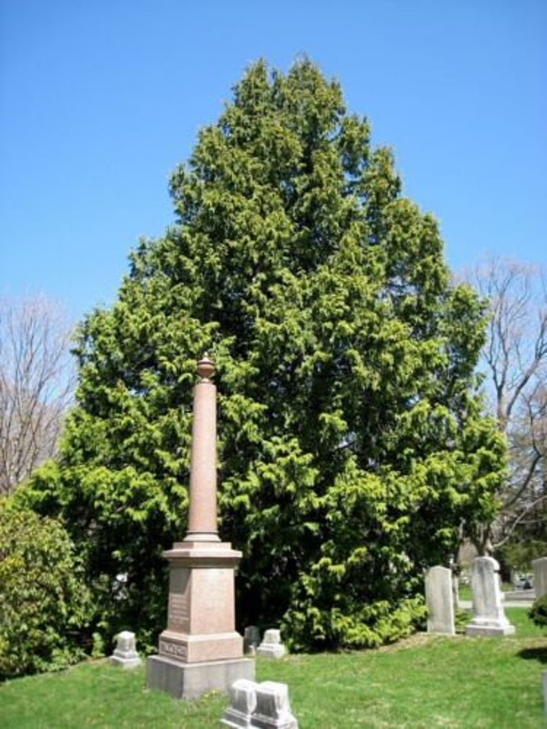 Thuja plicata Western Red Cedar 100 Seeds Thuja plicata Western Red Cedar 100 Seeds