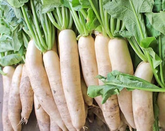 Può includere: Un gruppo di ravanelli daikon appena raccolti, caratterizzati da lunghe radici bianche cilindriche e cime di foglie verde brillante. I ravanelli sono disposti in un gruppo denso, mostrando la loro pelle liscia e pallida e i gambi verdi.