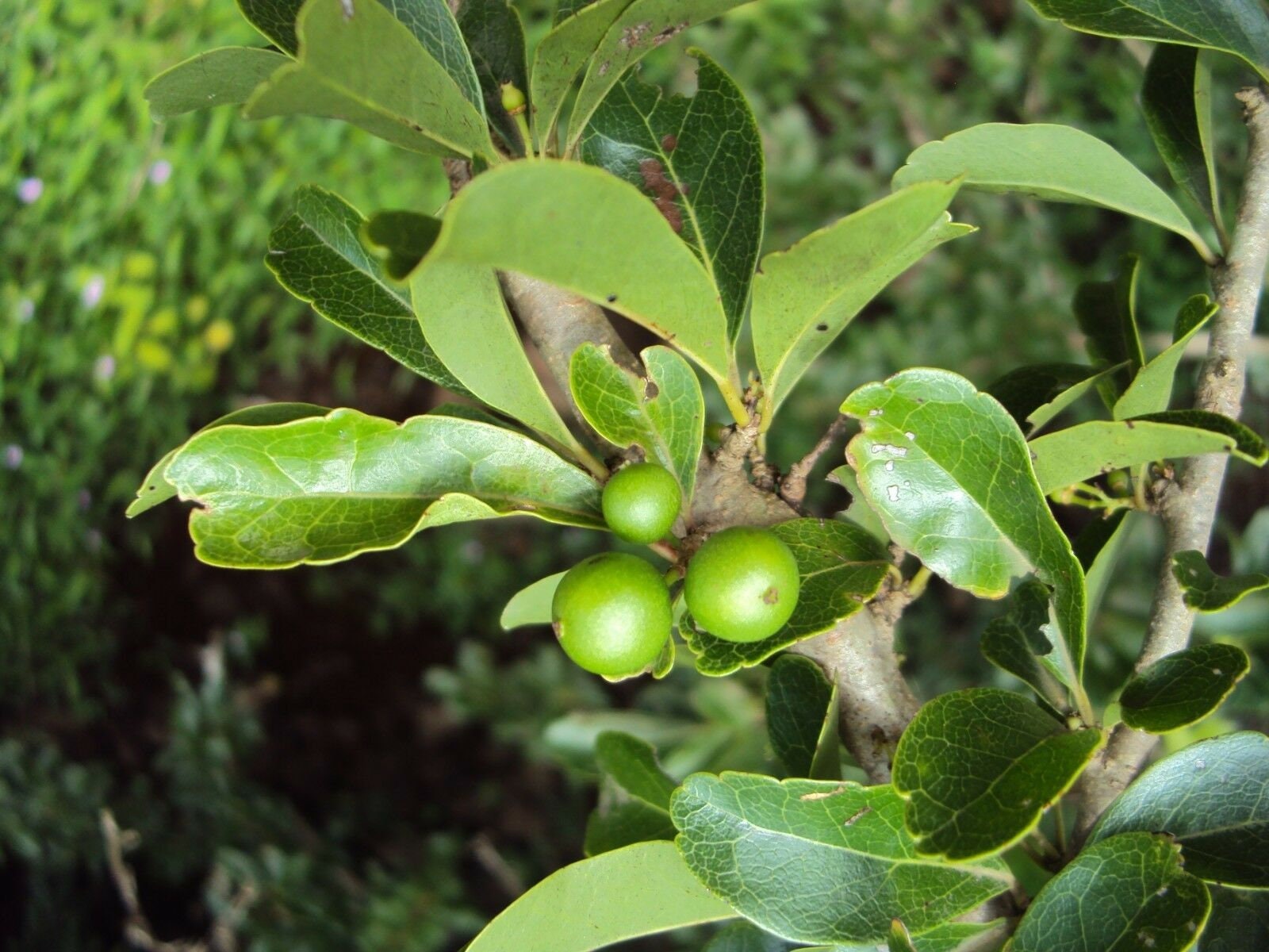 Buy Flacourtia indica Plant in Bulk Online - Nature India Nursery