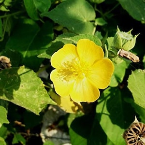 Abutilon indicum, Indian abutilon, Indian mallow and ornamental plant - 50 Seeds
