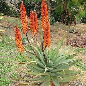 Aloe reitzii 10 Seeds Very Rare Succulent Beautiful Cactus image 4