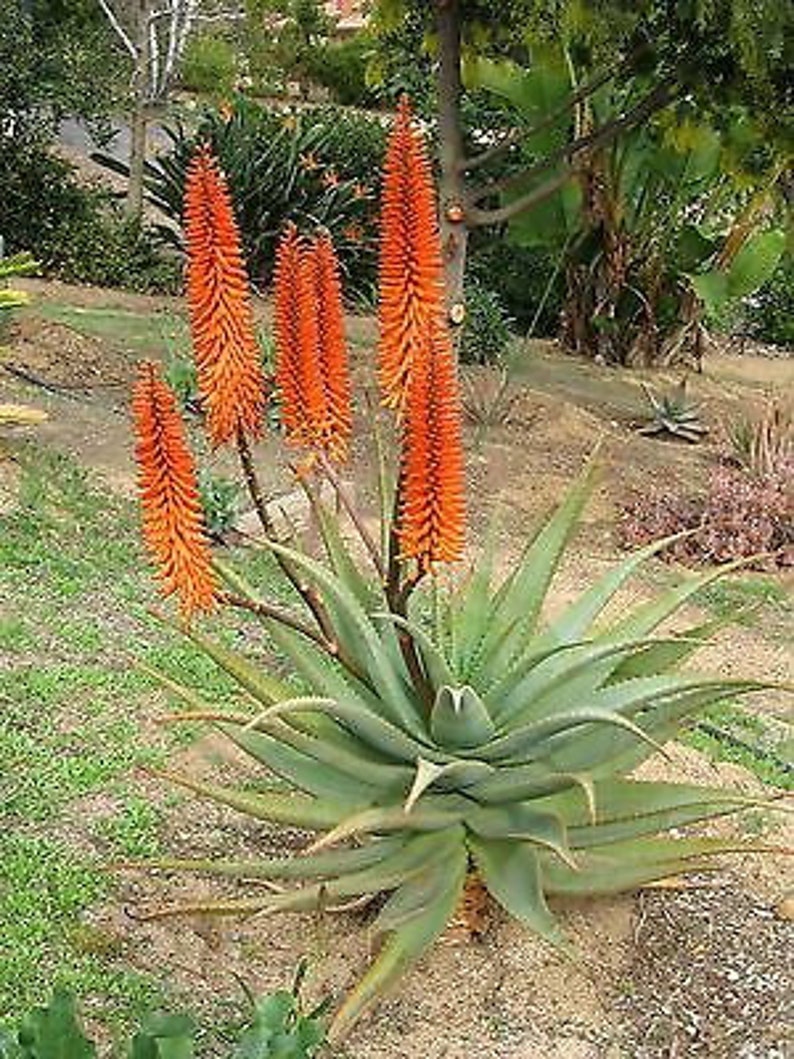 Aloe reitzii 10 Seeds Very Rare Succulent Beautiful Cactus image 4