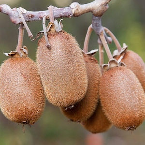 Actinidia chinensis, Golden Kiwi, Chinese Gooseberry Fruit - 10 to 50 Seeds