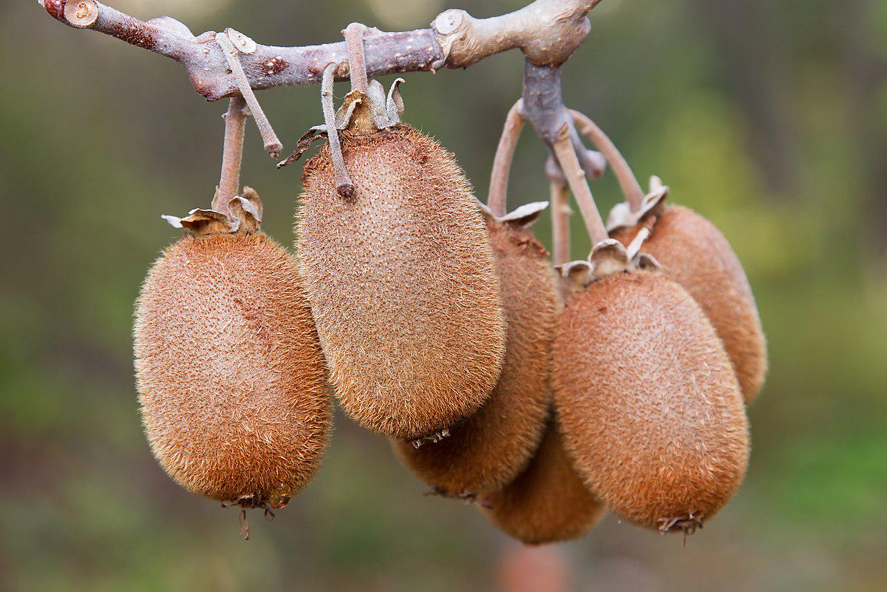 Kiwi Gold - Fruchthof Dambacher | Frisch Vom Wochen Produktbild-Vorschau 12