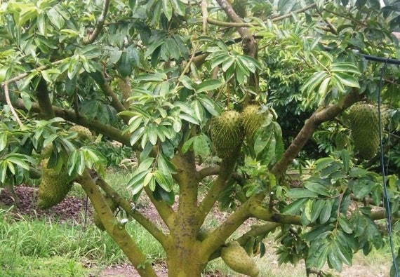 Details about   Annona muricata 10 Seeds Soursop Giant Graviola Tropical Fruit Plant 